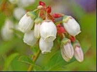 Heidelbeere Blüte 1