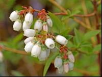Heidelbeere Blüte 2