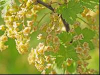 Ribisel Blüte 5