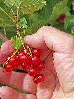 Johannisbeere Ernte 1