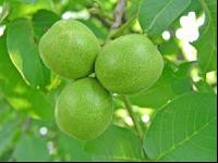 Walnuss Baum 3