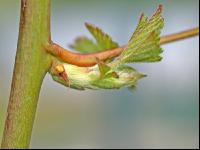 Brombeere Trieb 