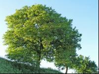 Walnuss Baum 1
