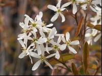 Felsenbirne Blüte 3