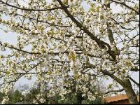 Kirsche Blüte 6