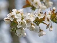 Kirsche Blüte 7