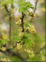Ribisel Blüte 4