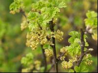 Ribisel Blüte 3