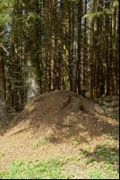 Ameisenhaufen 5