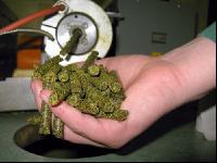 Raps Pellets 2