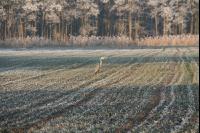 Graureiher Winter J 1