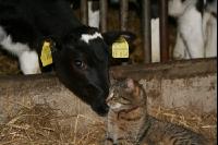 Kalb Katze J 2