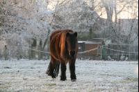 Pony im Frost J 1
