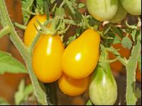 Cocktailtomate gelb 1