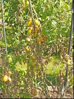 Tomaten Krautfäule 4