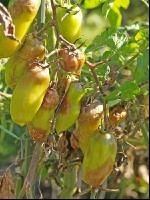 Tomaten Krautfäule 1