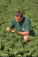 Potato farmer 1