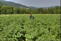 Potato farmer 3