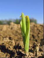 Mais 1 Blatt 2