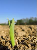 Mais 1 Blatt 4