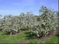 Apfel Blüte 9