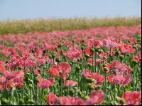 Waldviertel Graumohn 33