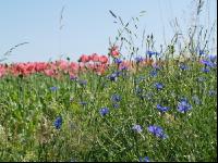 Waldviertel Graumohn 27