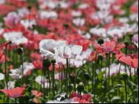 Waldviertel Graumohn 26