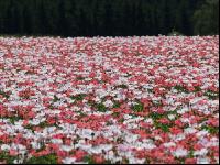 Waldviertel Graumohn 25