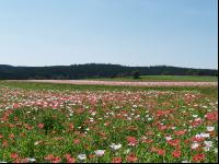 Waldviertel Graumohn 24