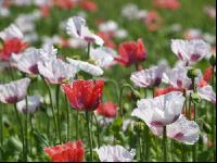 Waldviertel Graumohn 20