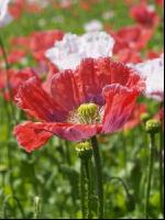Waldviertel Graumohn 16