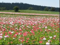 Waldviertel Graumohn 15