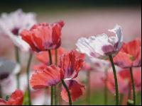 Waldviertel Graumohn 10