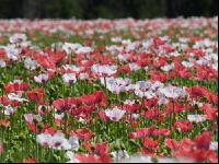 Waldviertel Graumohn 9