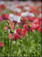 Waldviertel Graumohn 7