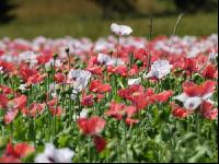 Waldviertel Graumohn 4
