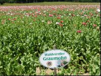 Waldviertel Graumohn 2