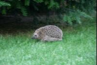 Igel J 2