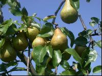 Birne 1