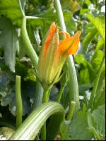 Zucchini 4