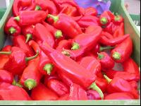 Paprika 8