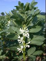 Ackerbohne Blüte 2