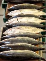 Thunfisch 2