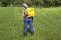 Ampfer spritzen 4