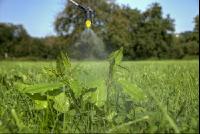 Ampfer spritzen 6