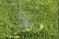 Ampfer spritzen 7