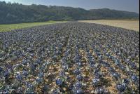 Blaukraut Hagel 1