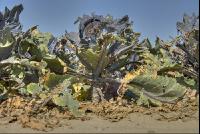 Blaukraut Hagel 2