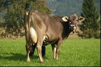 Braunvieh Weide 5